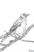 Turai robin Shafukan Masu Launi Da Ake Bugawa